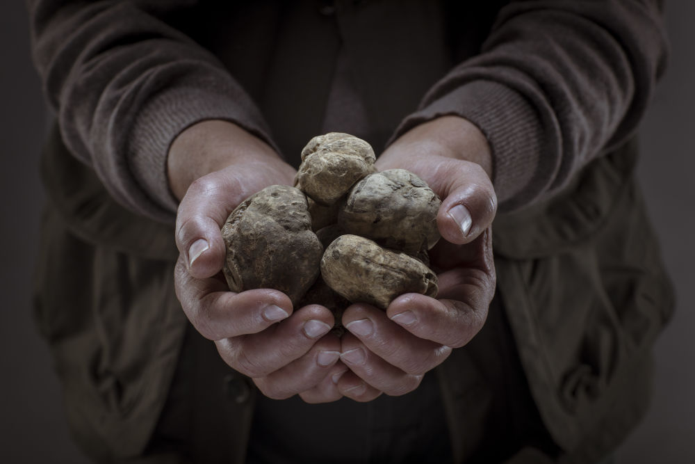 white truffles italy