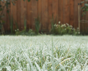 Frosty grass in the garden on winter, winter grass in the morning, frost on meadow in the garden