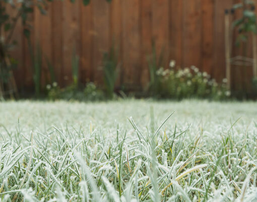 Frosty grass in the garden on winter, winter grass in the morning, frost on meadow in the garden