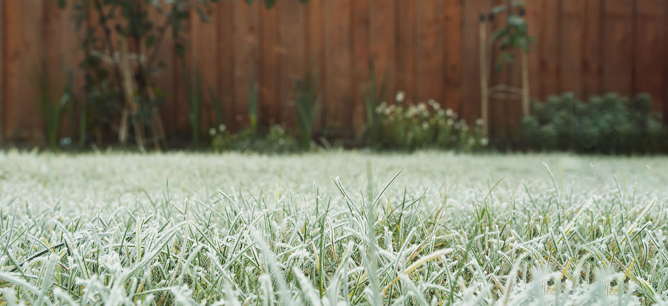 Frosty grass in the garden on winter, winter grass in the morning, frost on meadow in the garden