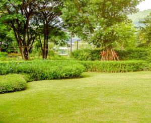 garden lawn