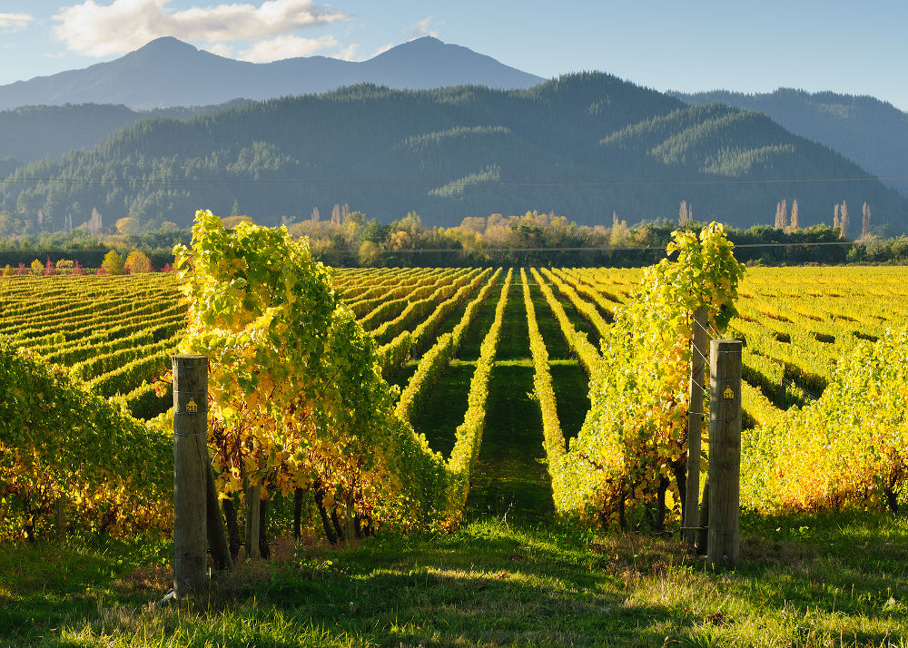 View of the vineyards in the Marlborough district of New Zealand's South Island