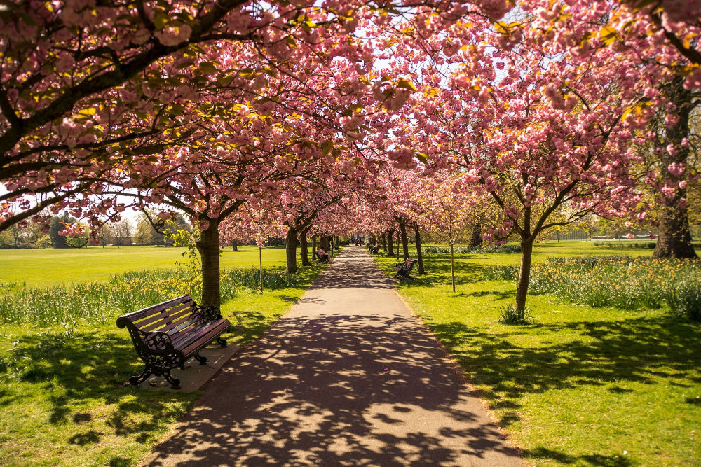 hyde park trees