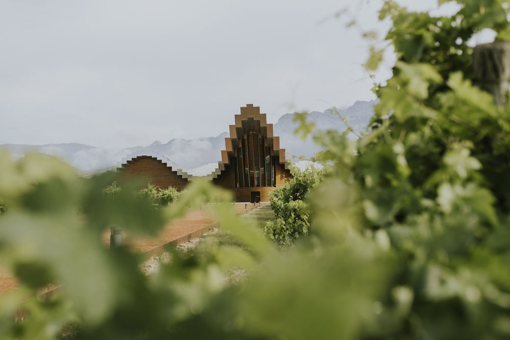 Bodegas Ysios vineyard