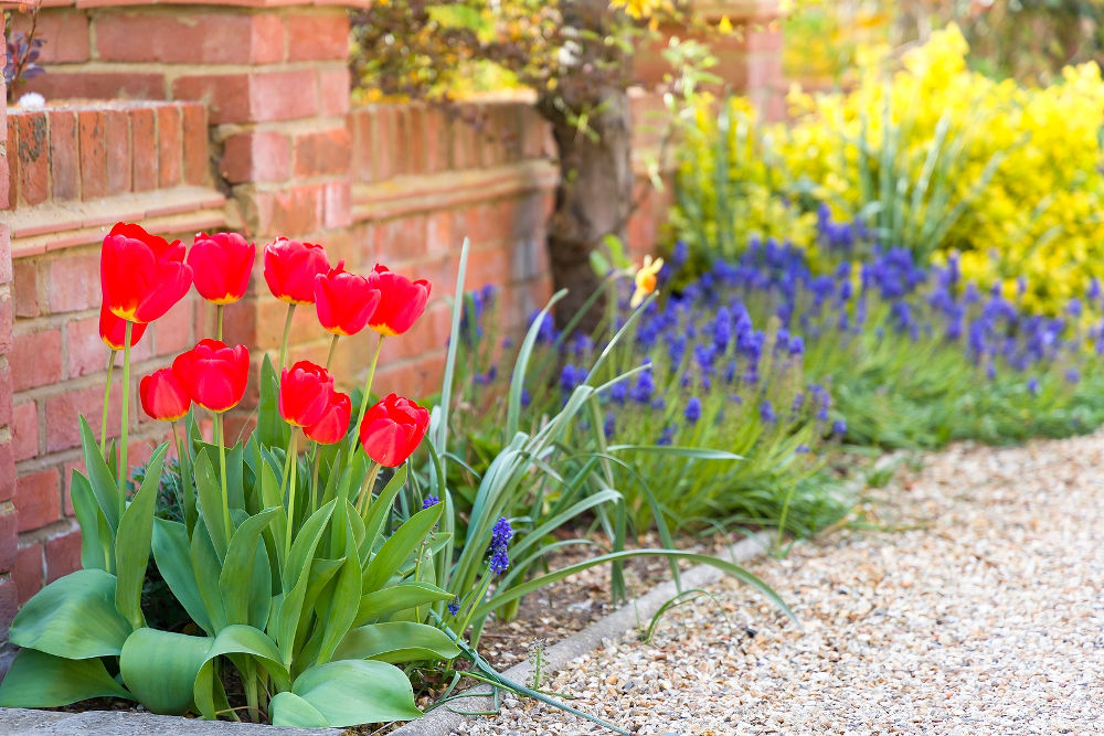 spring flowers in garden