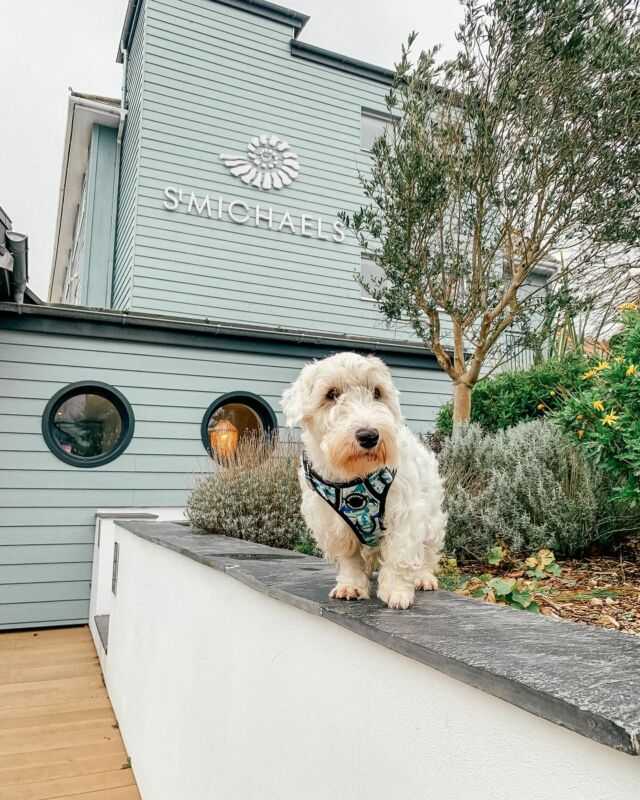 Premium Cornish seaside hotel @stmichaelsresort in Falmouth has launched its brand new ‘Pampered Pooch Package’, offering a relaxing mini-break filled with treats for guests and their favourite four-legged friends.

Falmouth transforms into a canine paradise during the autumn and winter months, with dog bans lifted on the town’s three main beaches, including Gyllyngvase, located just a stone’s throw from St Michaels Resort

The package includes a two-night stay in one of the resort’s luxurious dog-friendly rooms between November 1st and March 31st, when guests can make the most of Falmouth’s off-season charm as the beaches welcome back dogs, and with direct access to the South West Coast Path.